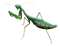 Mantis PNG Free Image