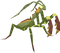 Mantis PNG Image File