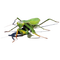 Mantis PNG Image