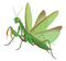 Mantis PNG Images