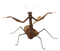 Mantis PNG Photo