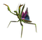 Mantis PNG Picture