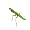 Mantis Transparent