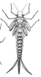 Mayfly PNG Download Image