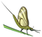 Mayfly PNG Picture