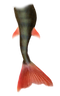 Mermaid Tail PNG Pic