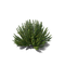 Mexican Bush Sage PNG Picture