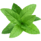 Mint Download Free PNG