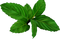 Mint Download PNG