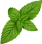 Mint Free Download PNG