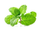 Mint Free PNG