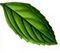 Mint High Quality PNG