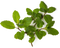 Mint PNG Clipart Background