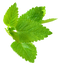 Mint PNG File