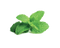 Mint PNG Free File Download