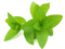 Mint PNG HD Quality