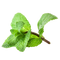 Mint PNG Image HD