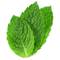 Mint PNG Image