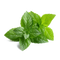 Mint PNG Images HD