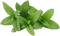 Mint PNG Pic