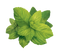 Mint Transparent Background