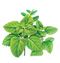 Mint Transparent File