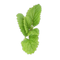 Mint Transparent PNG