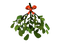 Mistletoe PNG