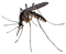 Mosquito Free Download PNG