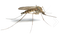 Mosquito Free PNG Image