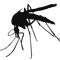 Mosquito High-Quality PNG