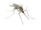 Mosquito PNG Clipart