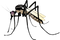 Mosquito PNG Pic