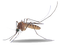 Mosquito PNG Picture