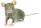 Mouse Animal Free Download PNG