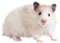 Mouse Animal Free PNG Image