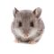 Mouse Animal PNG Clipart