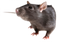 Mouse Animal PNG File