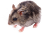 Mouse Animal PNG HD