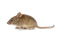 Mouse Animal PNG Picture