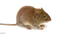 Mouse Animal PNG