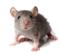 Mouse Animal Transparent