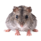 Mouse Animal