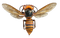 Murder Hornet Bee PNG Clipart