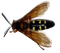 Murder Hornet Bee PNG File