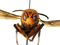 Murder Hornet Bee PNG Images