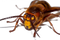 Murder Hornet Bee PNG Picture