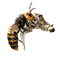 Murder Hornet PNG Clipart