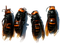 Murder Hornet PNG Image