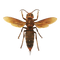 Murder Hornet PNG Photo